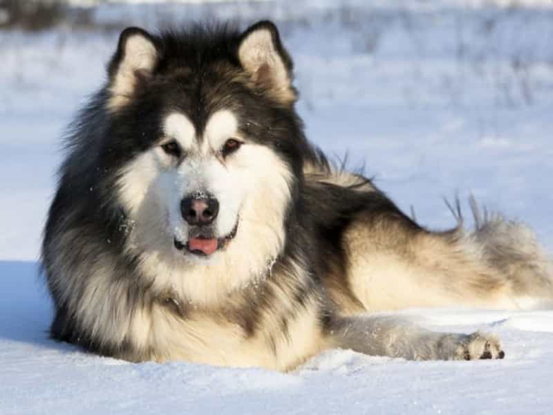 cho-alaska-malamute-1-696x477_0