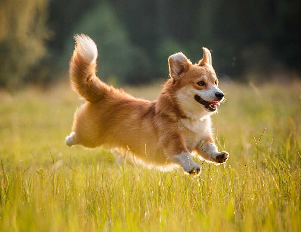 cho-corgi