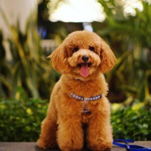 Chó Poodle