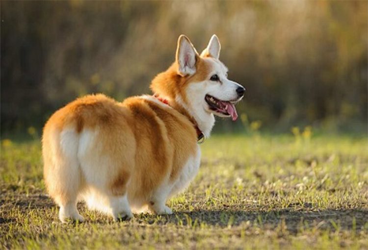 corgi-cute