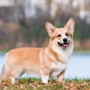 Chó corgi