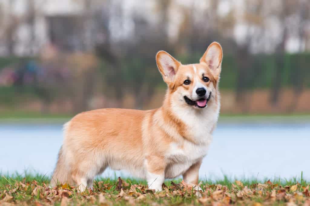 dac-diem-cua-corgi-thuan-chung-1