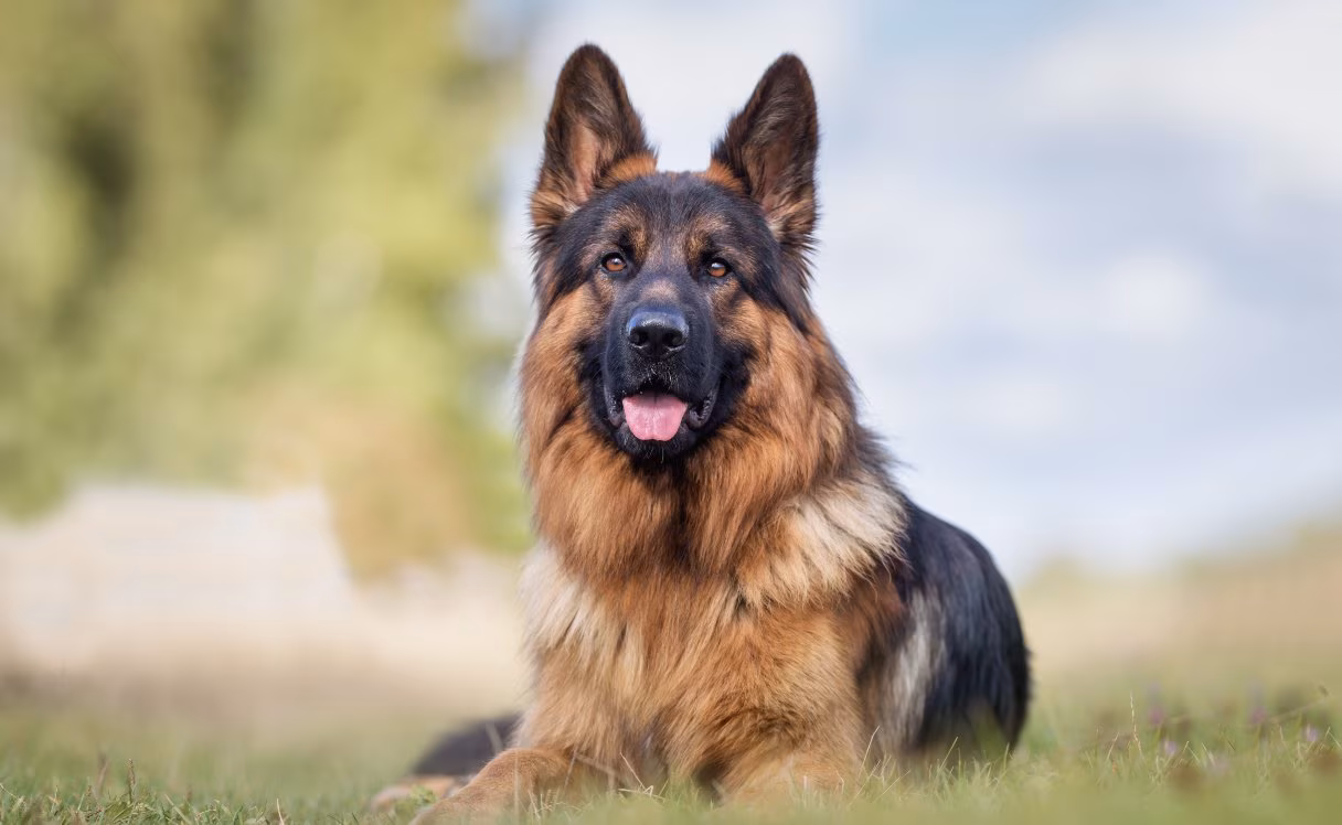 german_shepherd_dog_guide