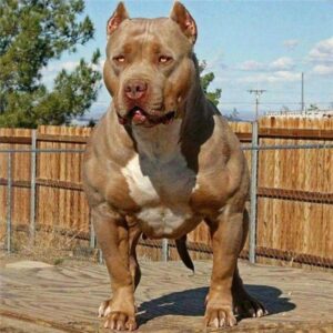Chó pitbull