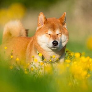 Chó shiba