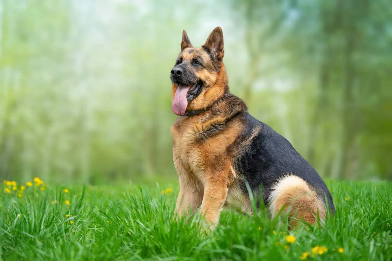 shutterstock_2303470899
